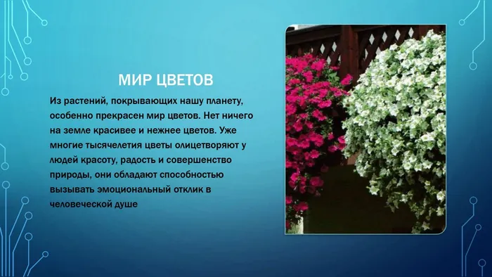 цветы как чудо [Автосохраненный] (1)_page-0002