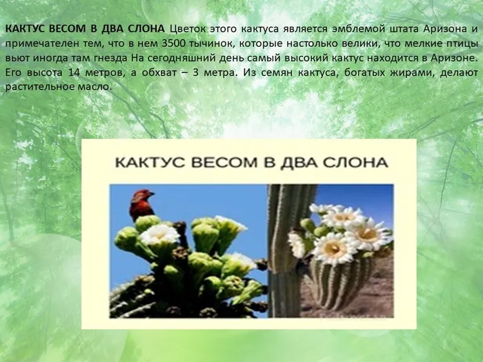 Слайд4