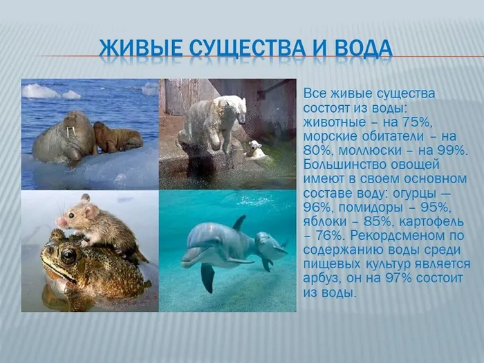 Слайд5