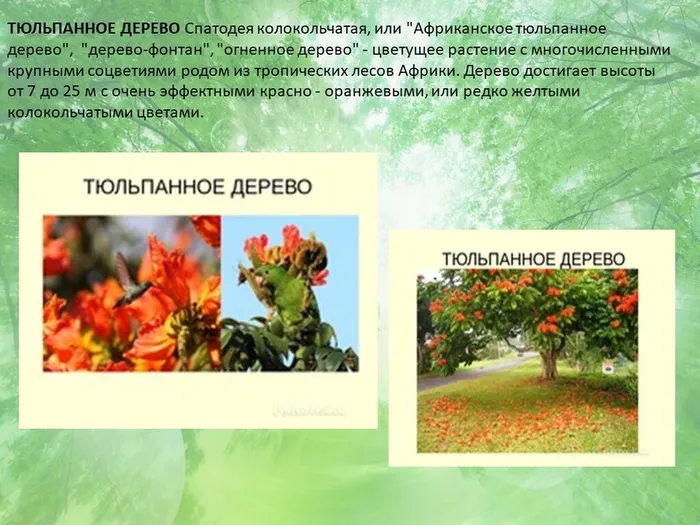 Слайд5